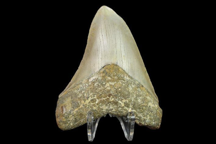 3.69" Fossil Megalodon Tooth - North Carolina